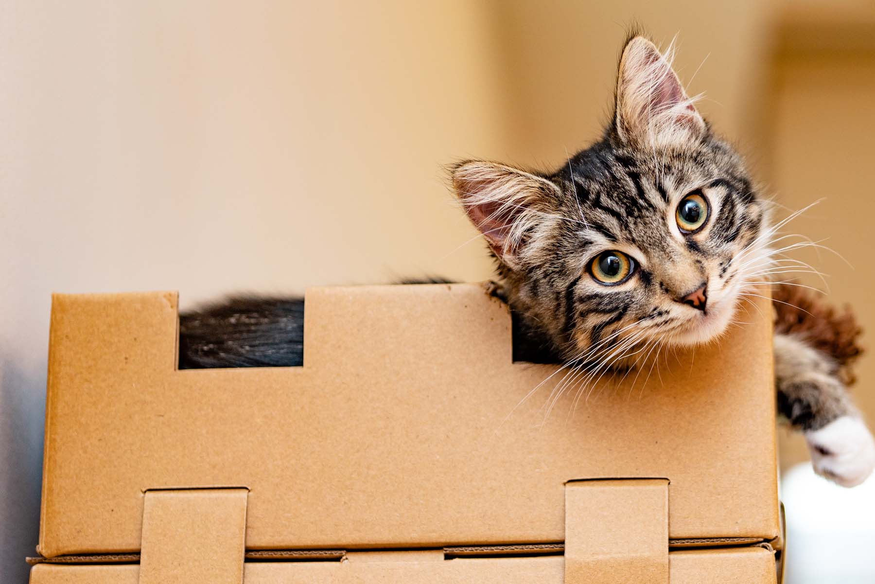 wellpappe katze - Wellpappe